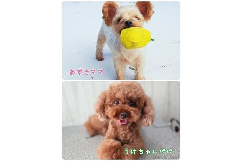 成約済の神奈川県のヨープー:ヨークシャーテリア×トイプードル-348151の7枚目